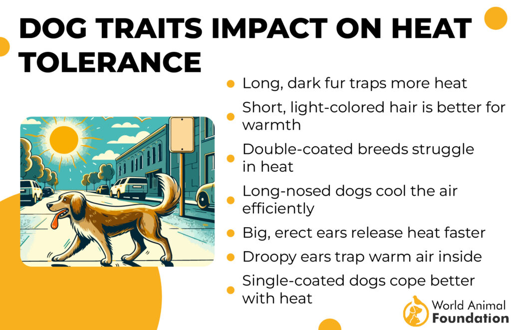 Dog Traits Impact on Heat Tolerance