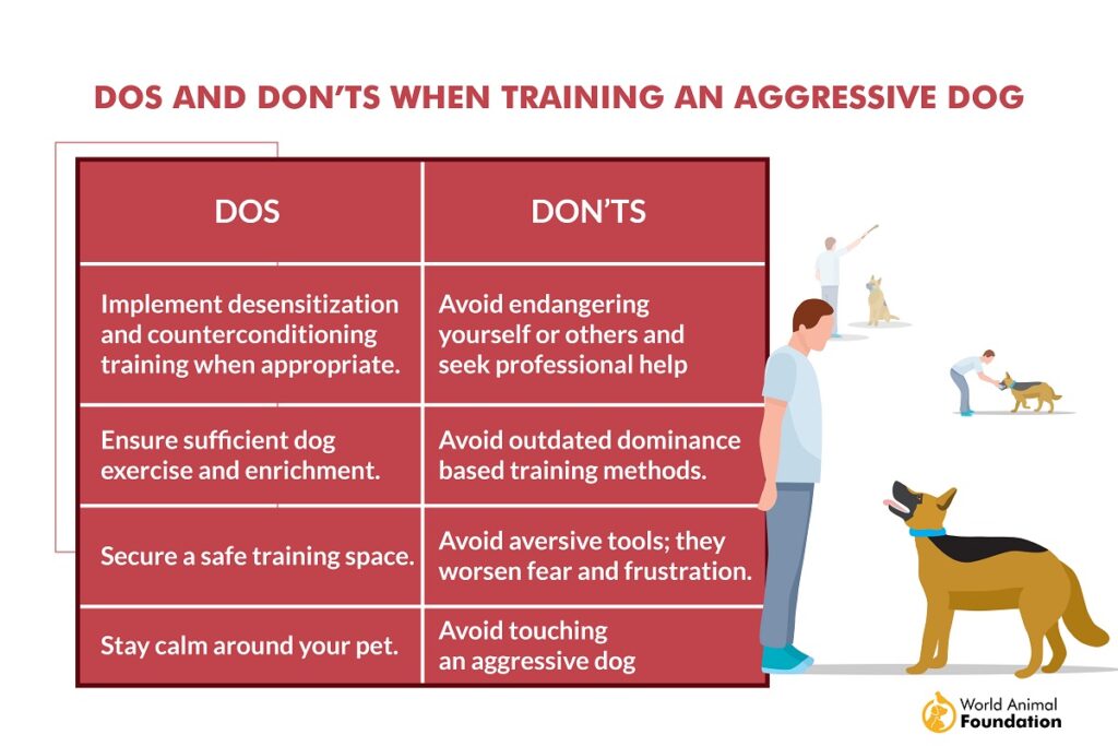 Training Aggressive Dogs