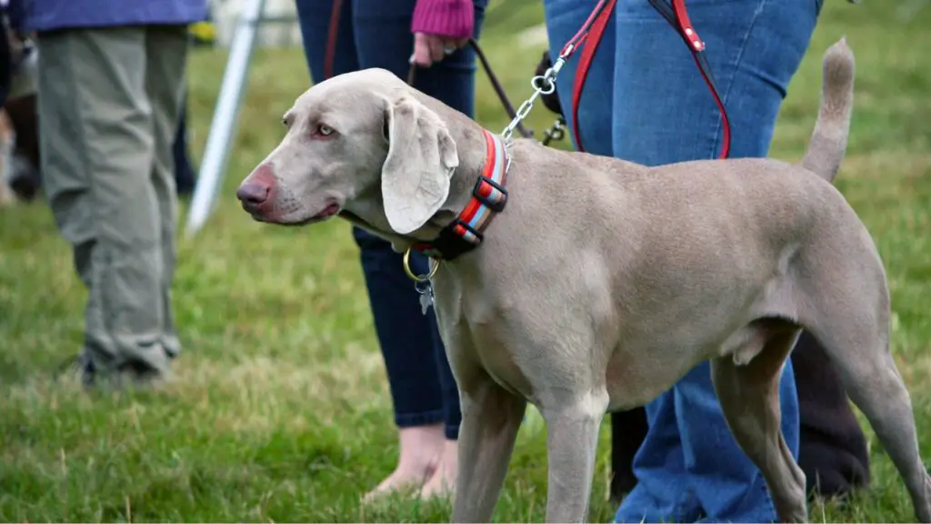 Dog breeds for joggers