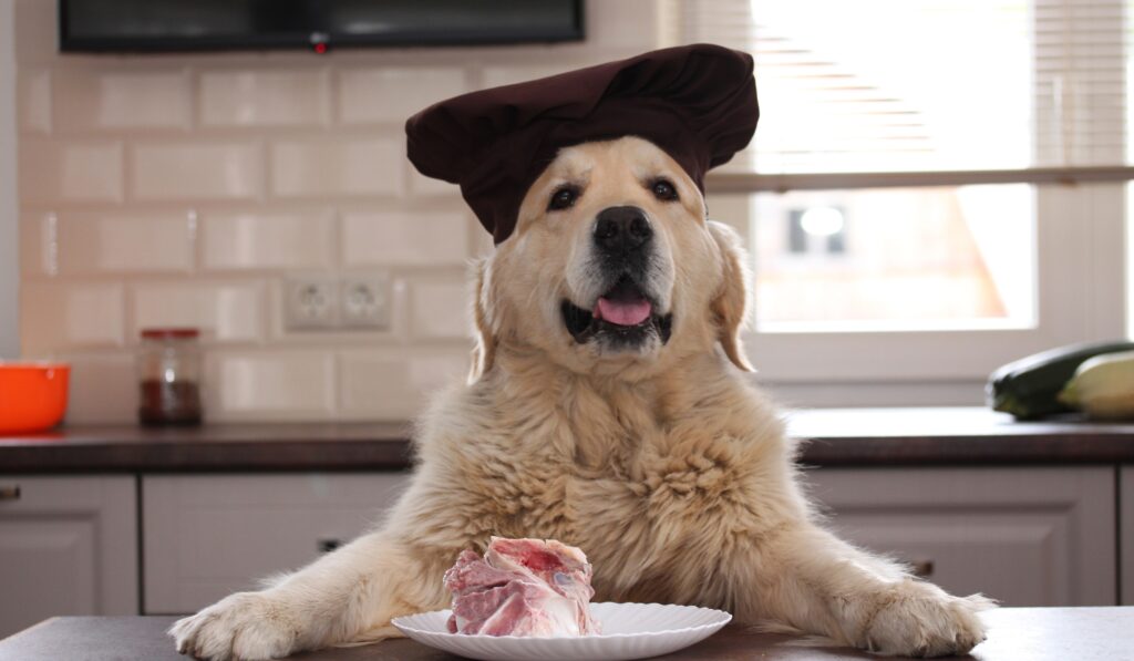 Dog eating Raw food