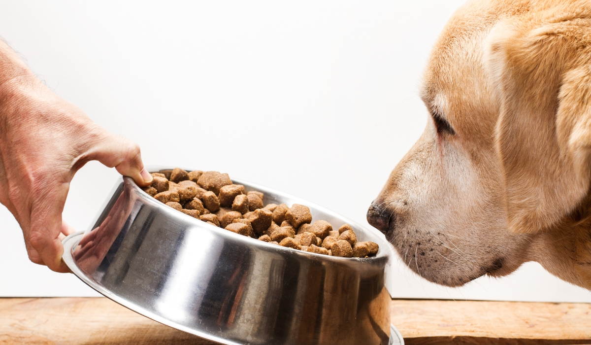 Dog food calculator