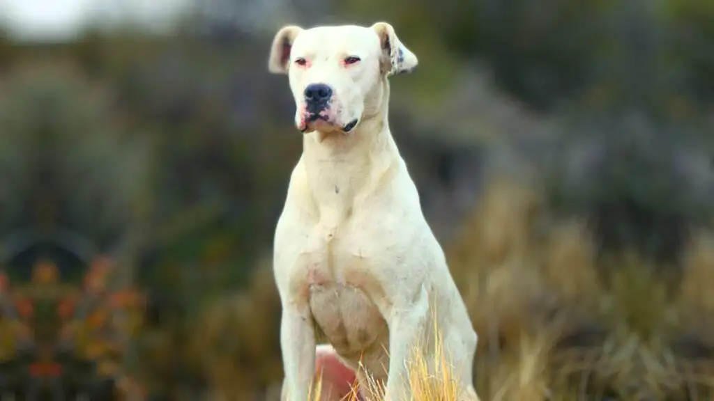 dogo argentino vs wolf
