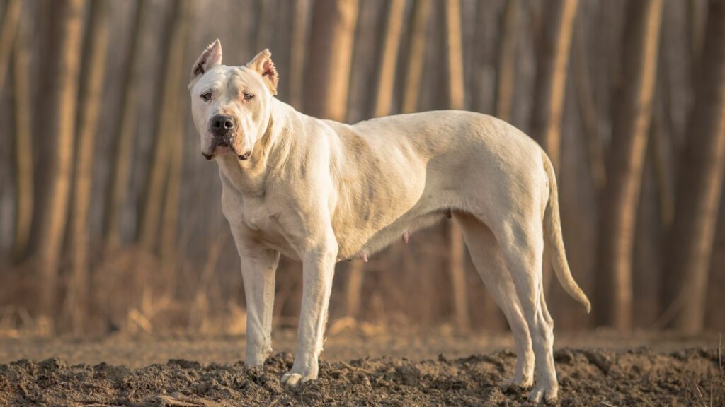 Can a Dogo Argentino defeat a wolf?
