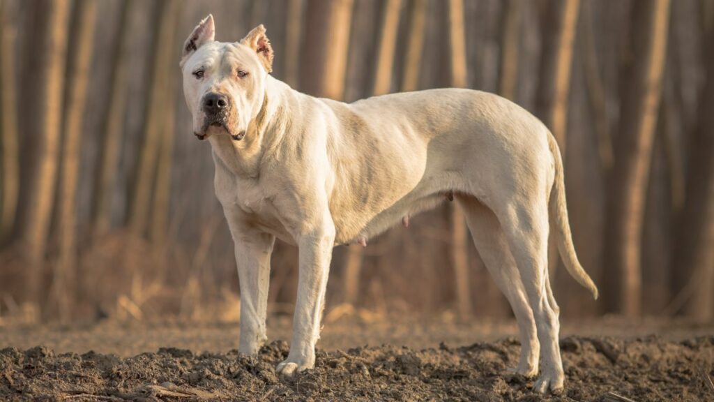 best guard dogs for hiking
