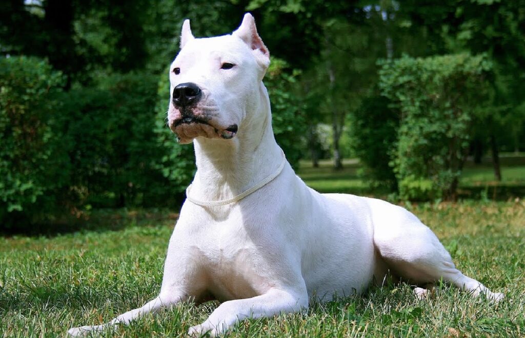 white protective dog breeds