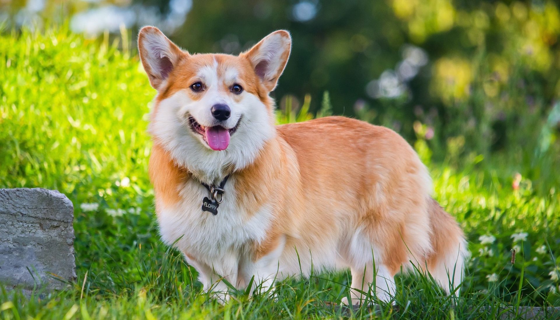 Dogs With Big Ears