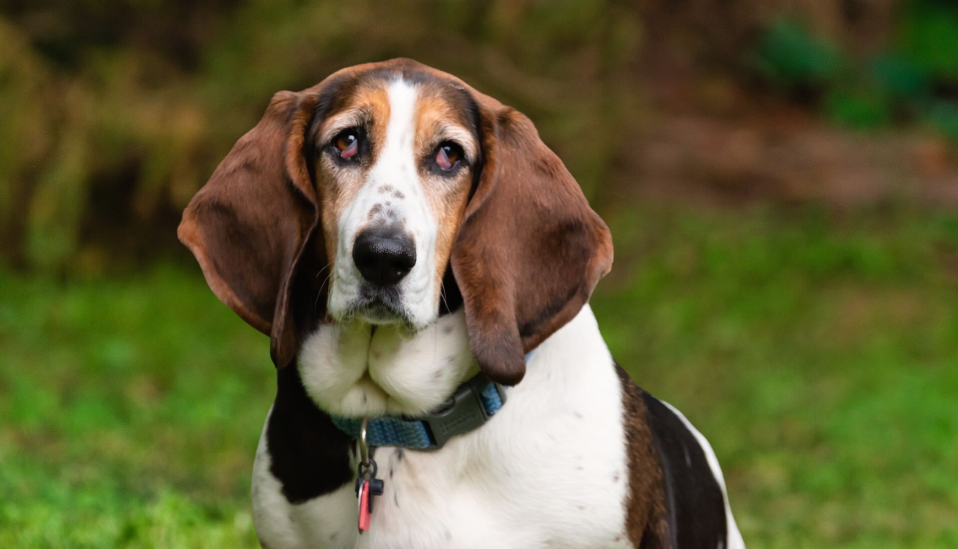 Dogs With Floppy Ears