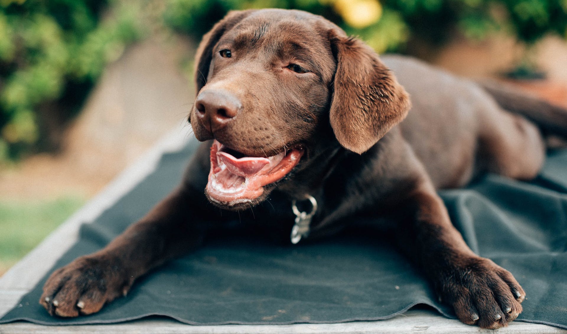 Dogs With Webbed Feet