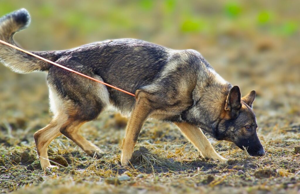 what breed of dog can smell cancer
