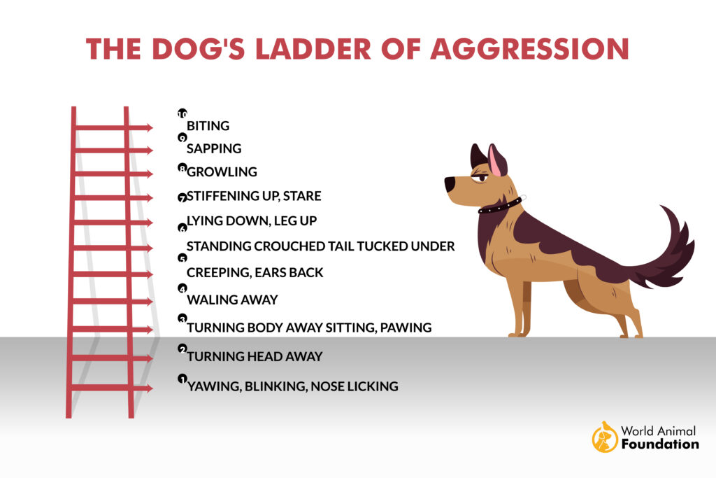 Tips for Training an Aggressive Dog