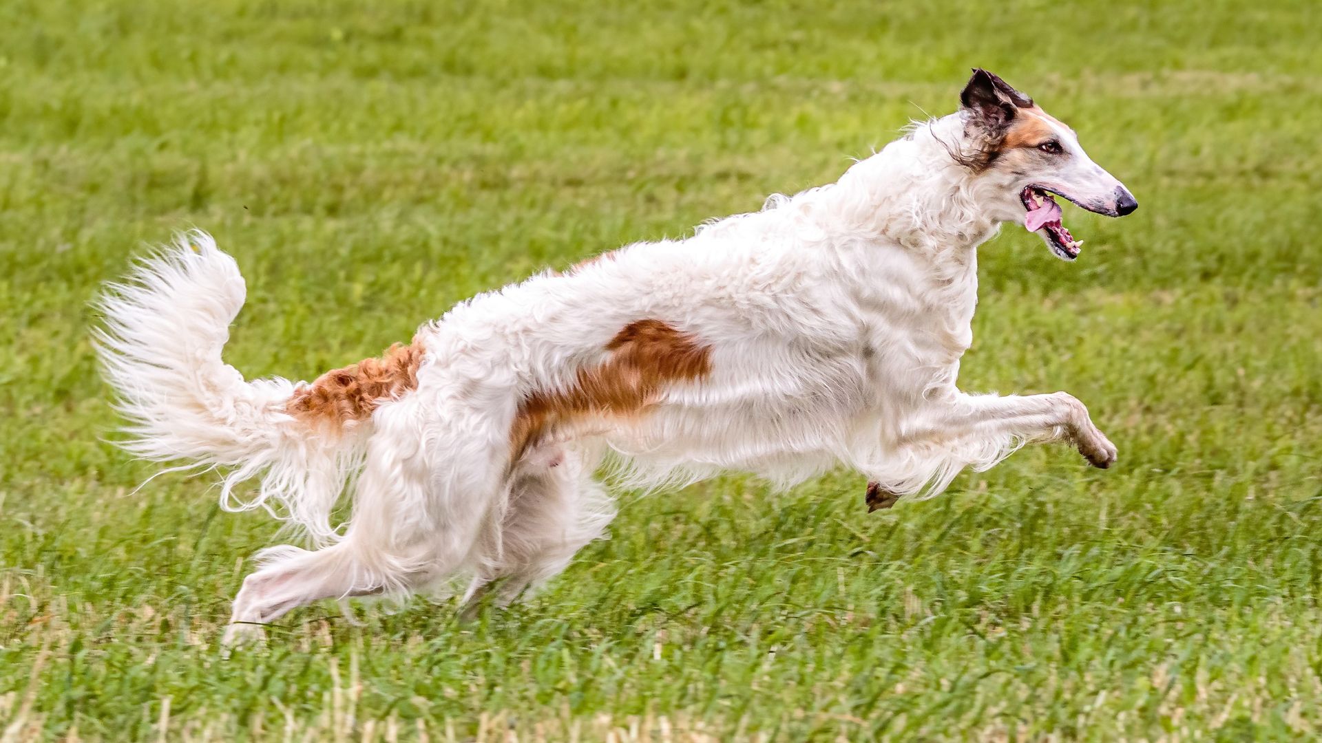 Dogs with High Prey Drive