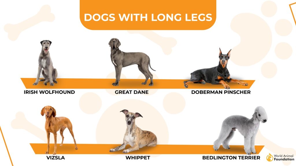 Dogs with Long Legs