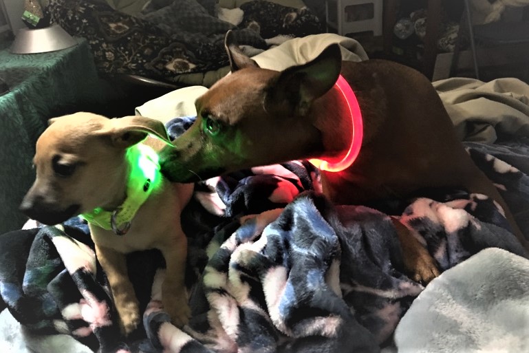 best led dog collars