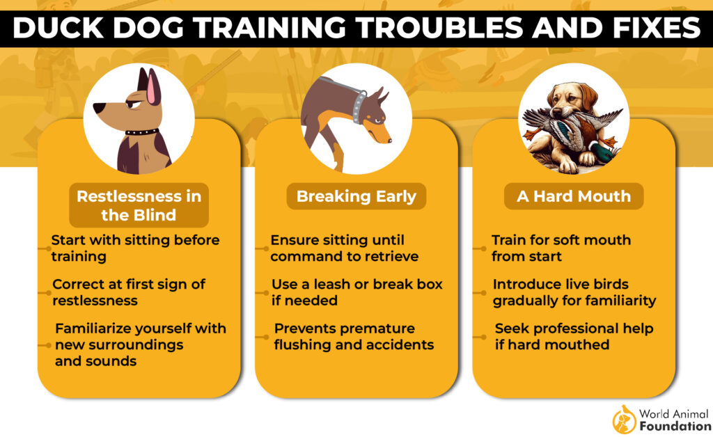 Duck Dog Training Troubles and Fixed