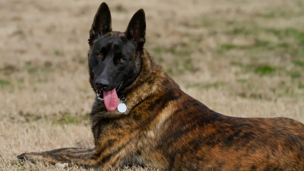 police k9 breeds