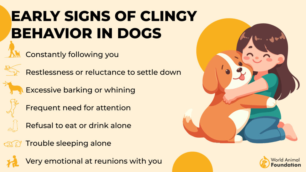 Early Signs of Clingy Behavior in Dogs