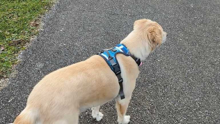 no pull collar for dogs