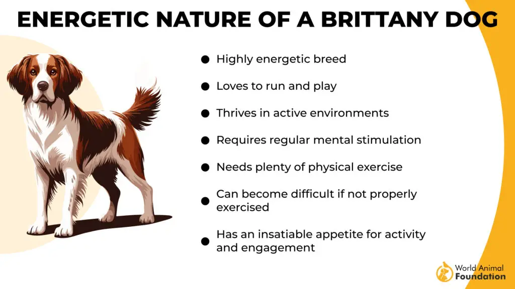 Energetic Nature of a Brittany Dog