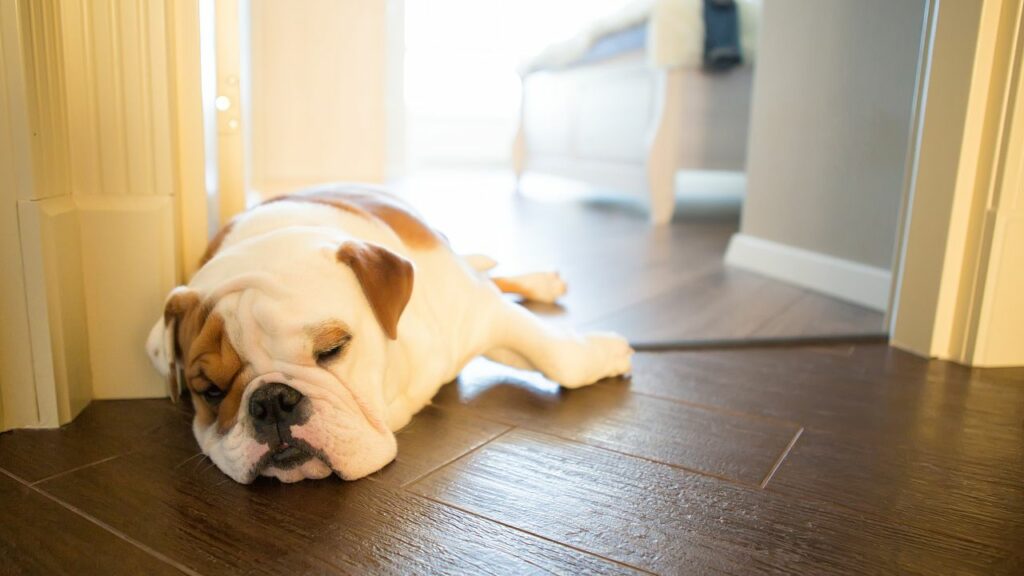 dog sleeping upside down