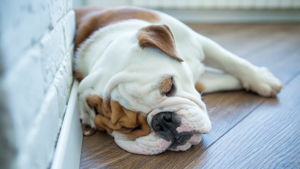 Most Sleepy Dog Breeds