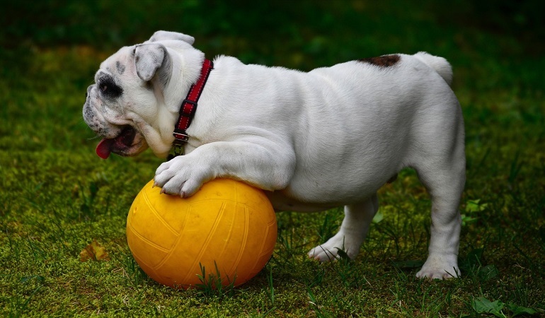 bulldog weight