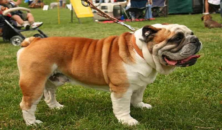 english bulldog male