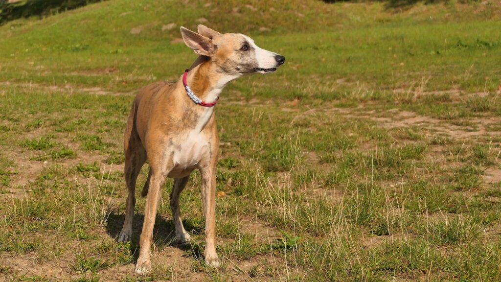 big skinny dogs