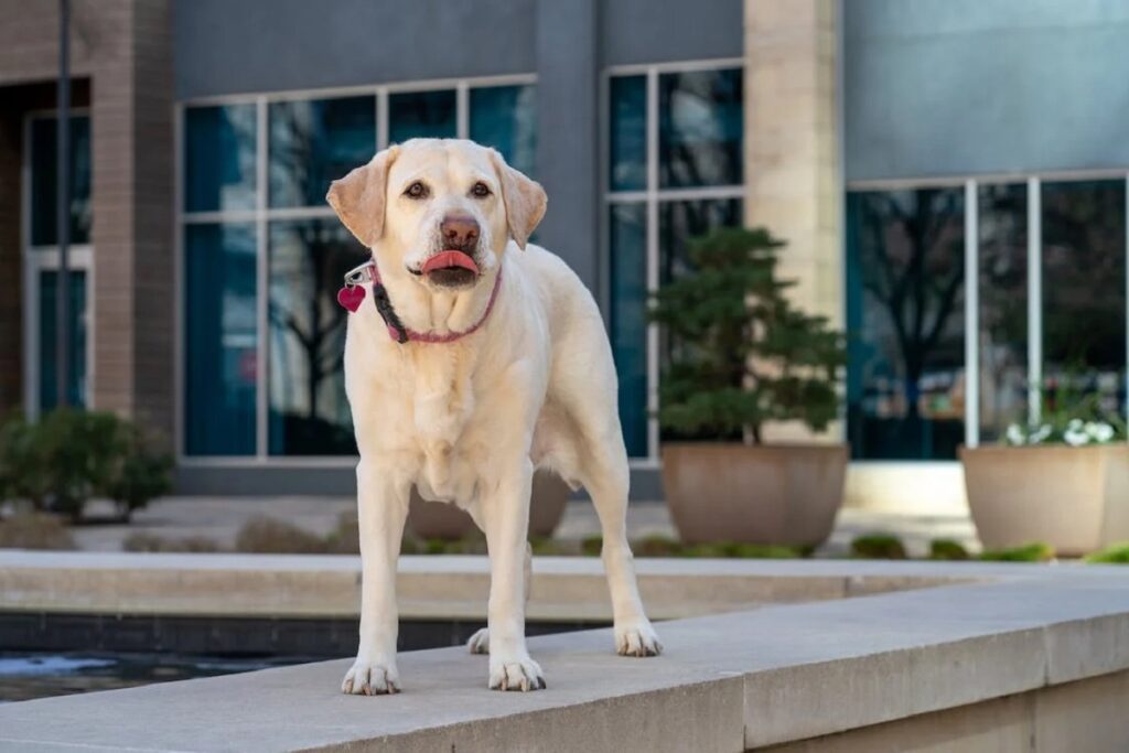 English Labrador Retriever