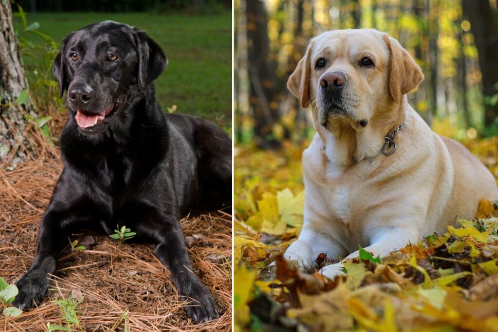 English Labradors vs American Labradors 