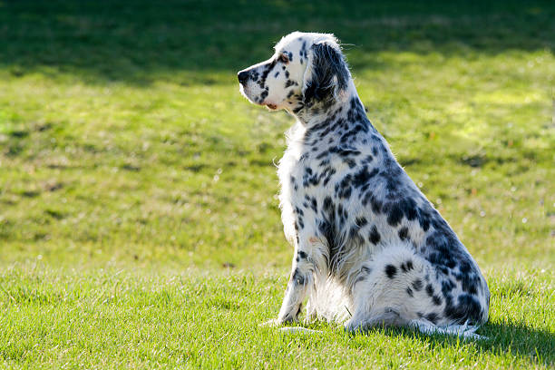 english setter temperament
