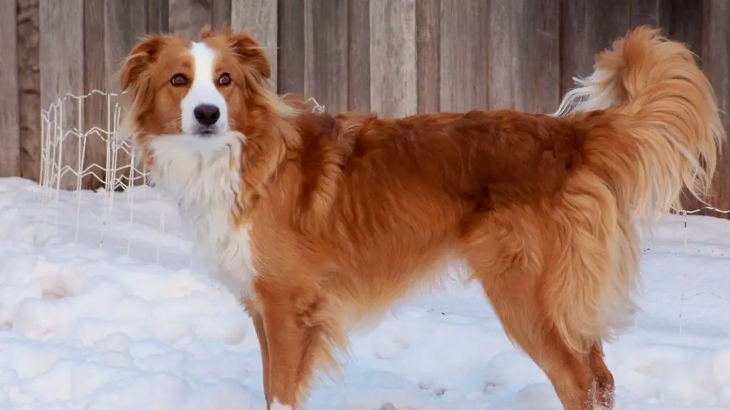 Guard Dogs for Farms in America