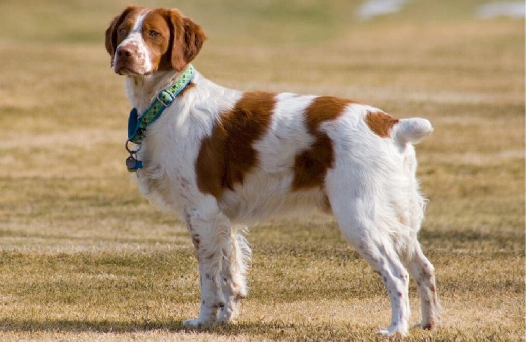 English Springer Spaniel