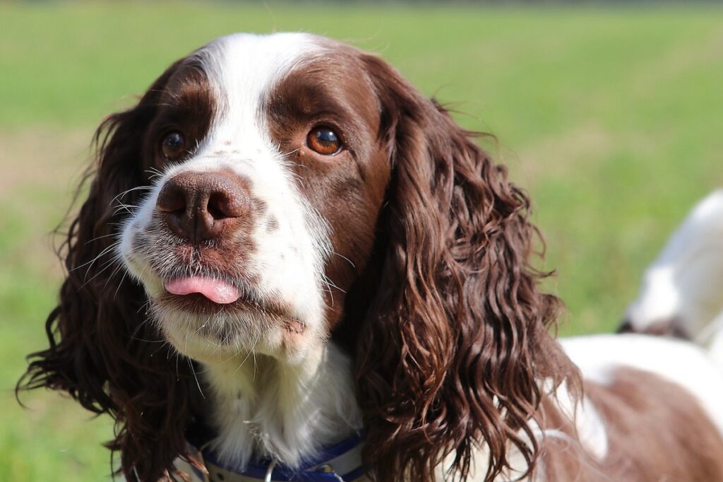 drug sniffing dog breeds
