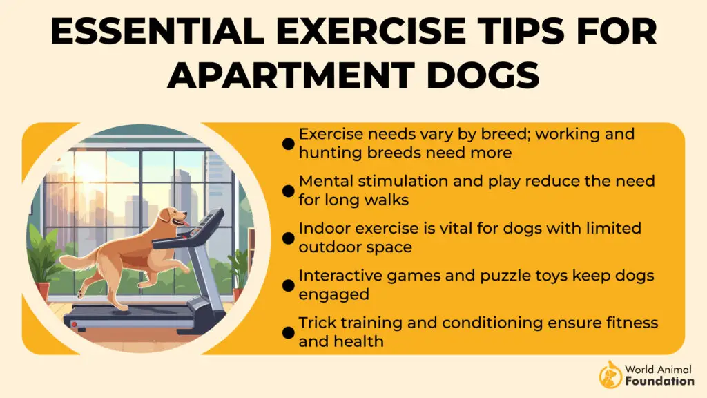 Essential Exercise Tips for Apartment Dogs