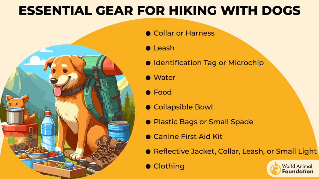 Essential Gear for Hiking with Dogs