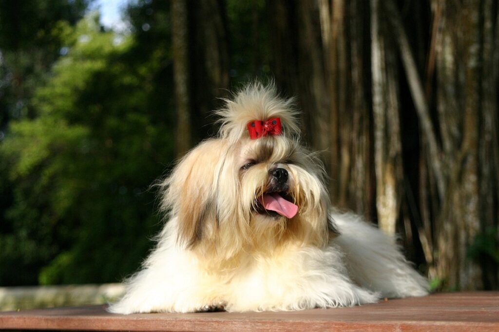 purebread shih tzu
