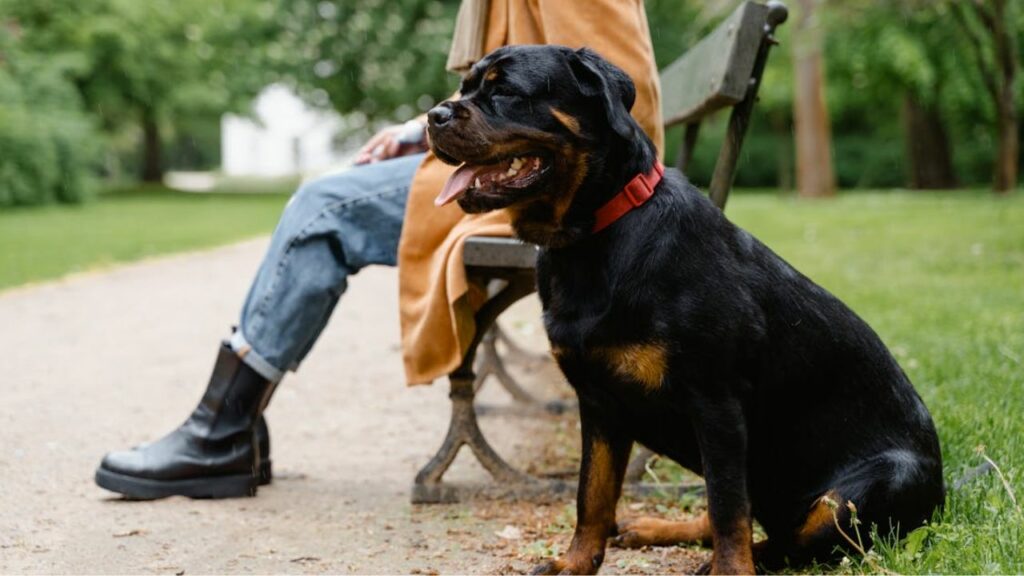 rottweiler pros and cons
