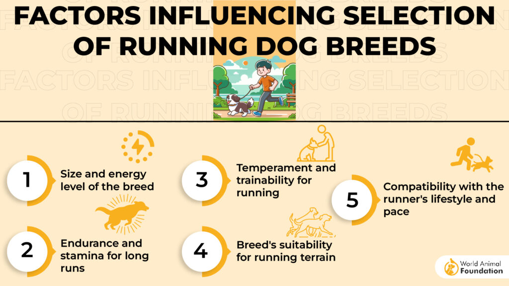 Factors Influencing Selection of Running Dog Breeds