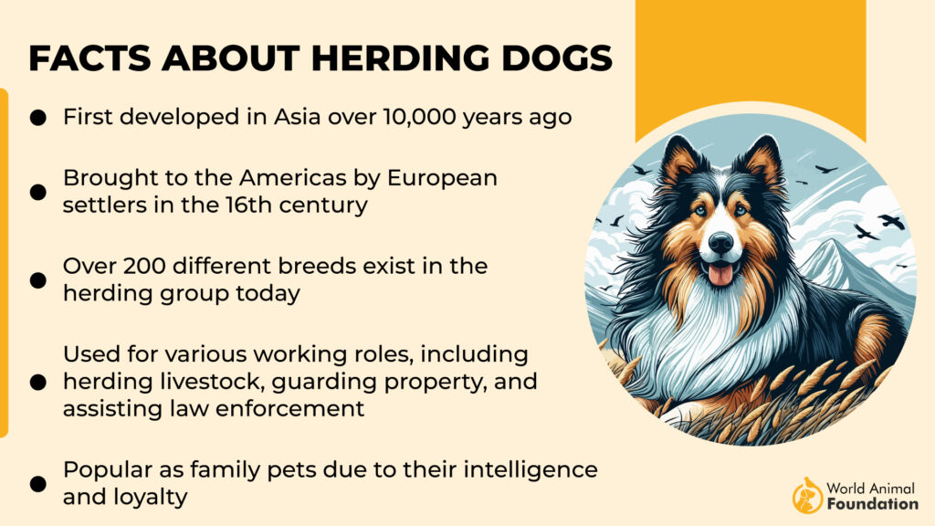 Facts About Herding Dogs