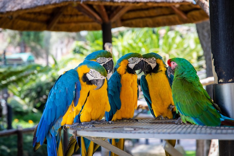 pink macaw