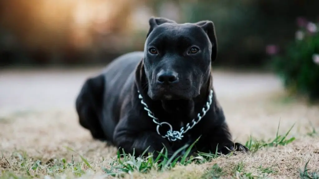 Facts About Pitbulls