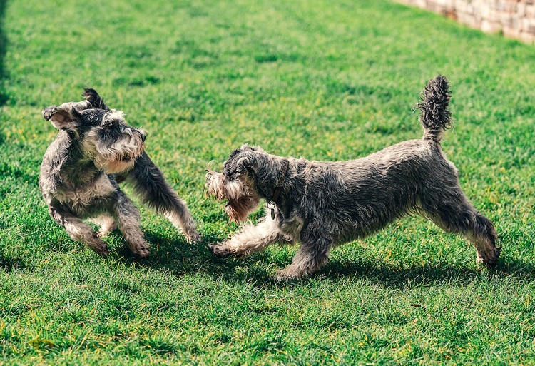 parti mini schnauzers
