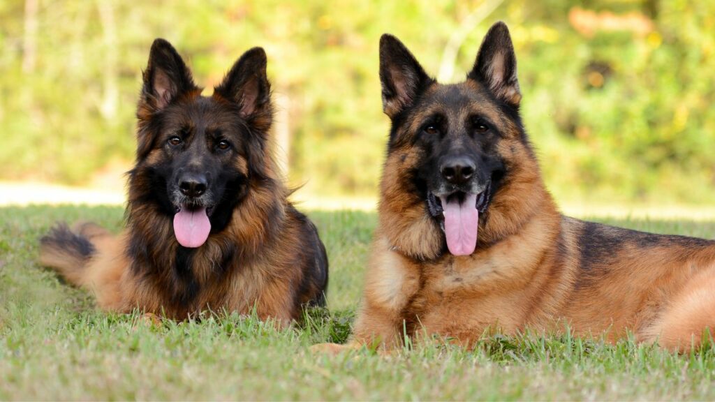 german shepard guard dog
