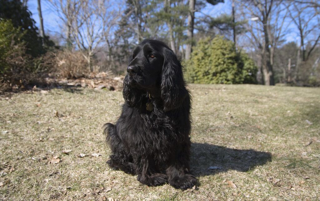 spaniel hunting dog
