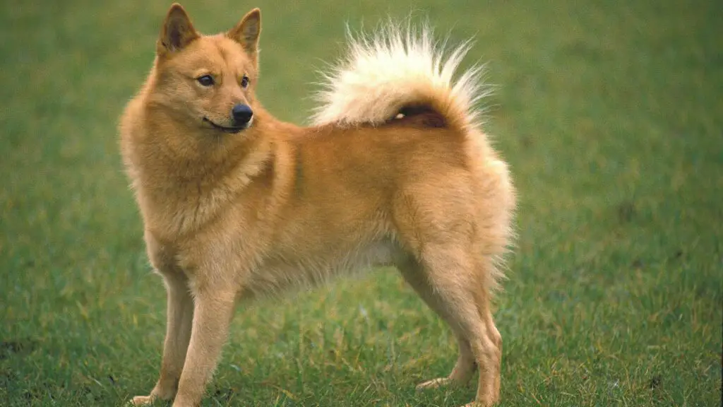 what is the rarest dog breed
