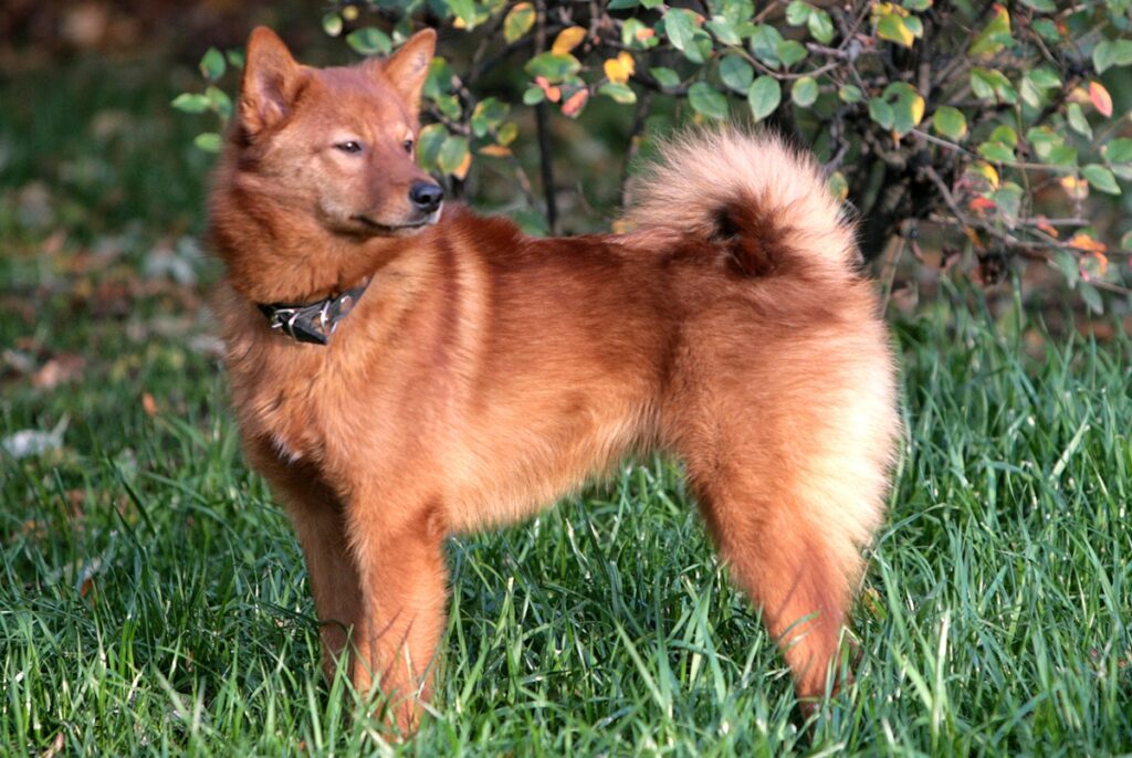 dog that looks like a fox
