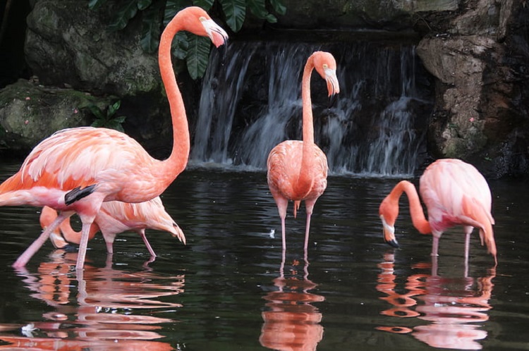 flamingo images