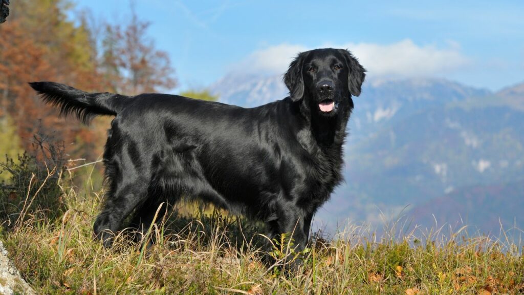 types of retrievers