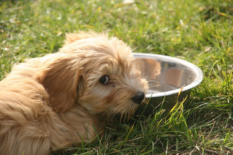 glen of imaal terrier sit