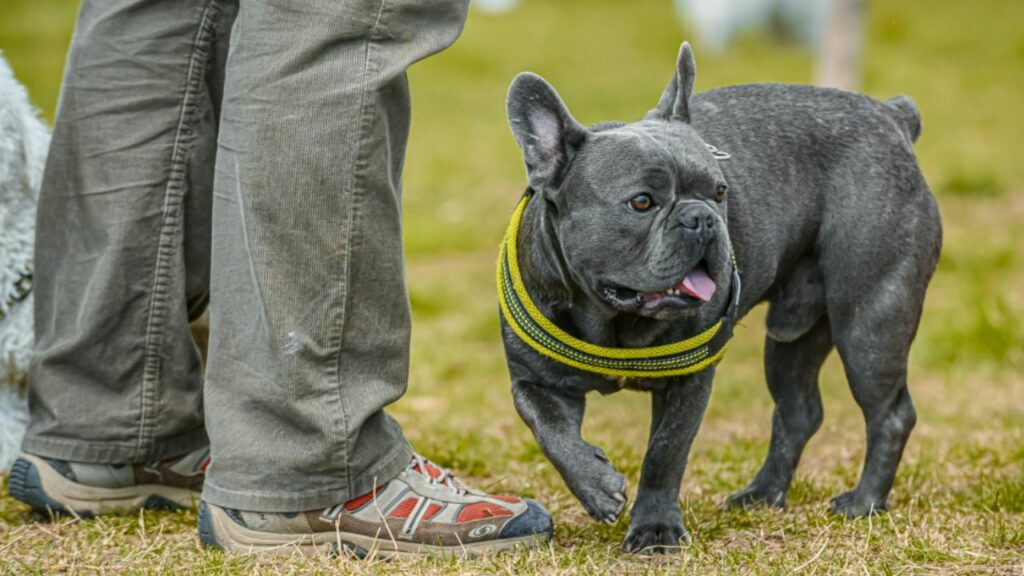 best small dog for single man